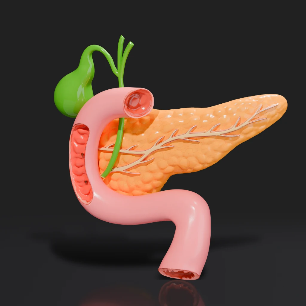 Human Pancreas Gallbladder Duodenum